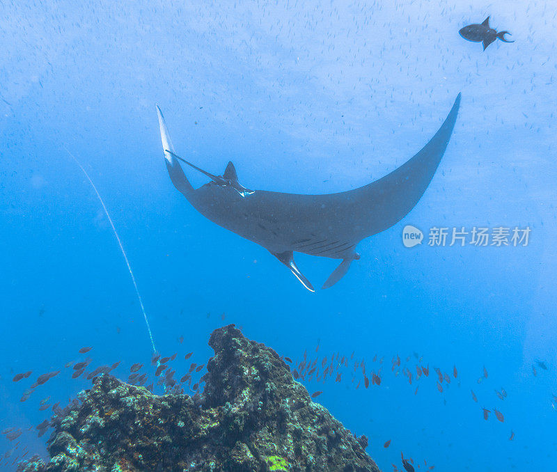 远洋蝠鲼(Manta birostris)游过清洁站。在世界自然保护联盟的红色名单中，这些优雅的动物正在成为野外罕见的景象。